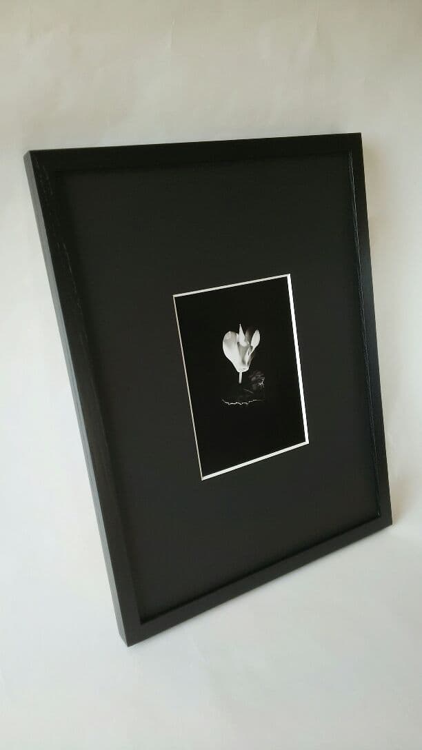 花「暗闇の一輪・・・シクラメン」