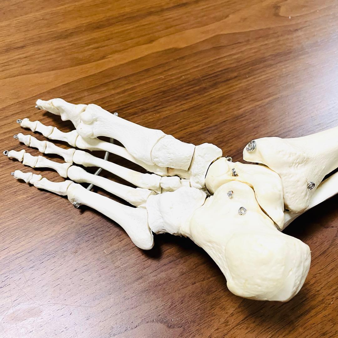 【中古品】人体模型 腕足セット バラ売り不可