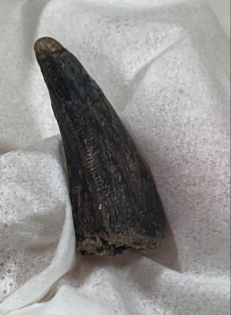 ナノティラヌス　実物歯化石