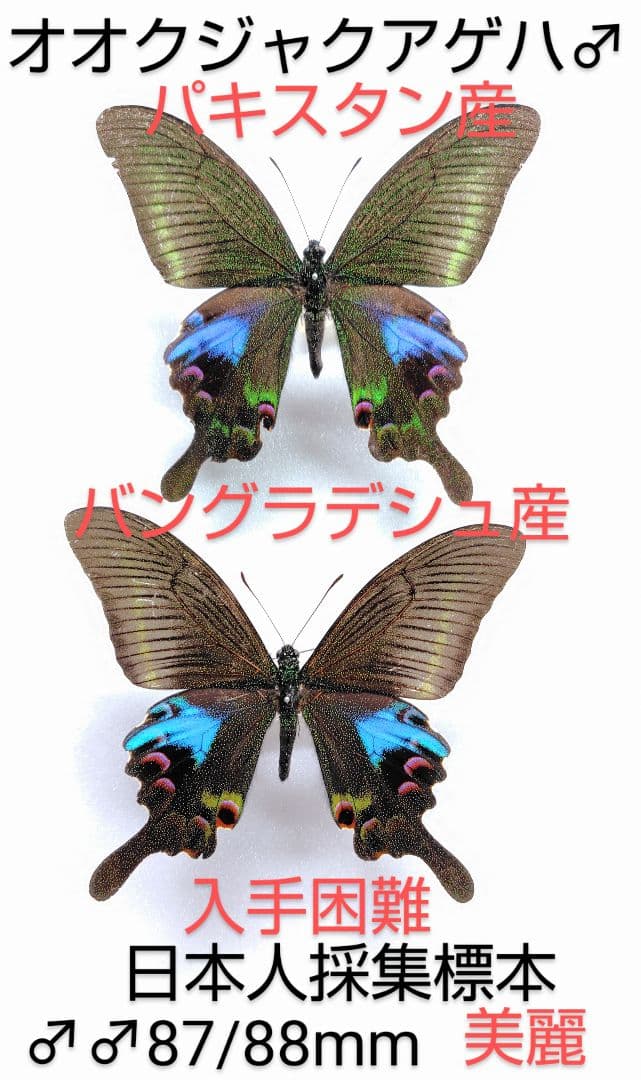 オオクジャクアゲハ♂♂ 標本セット★ パキスタン産＆バングラデシュ産★稀地