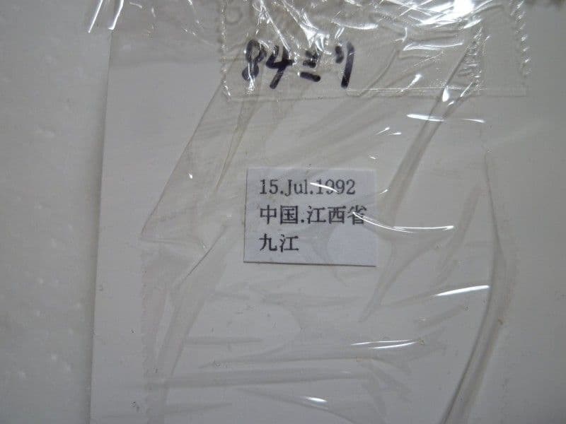 ヘルマンミヤマクワガタ♂Lucanus hermani/江西省.九江産/85mm