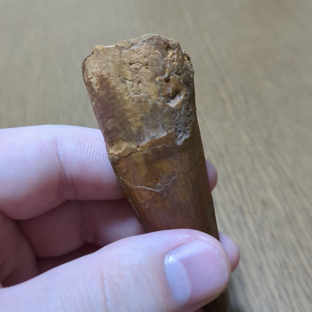 恐竜 化石 スピノサウルスの歯化石