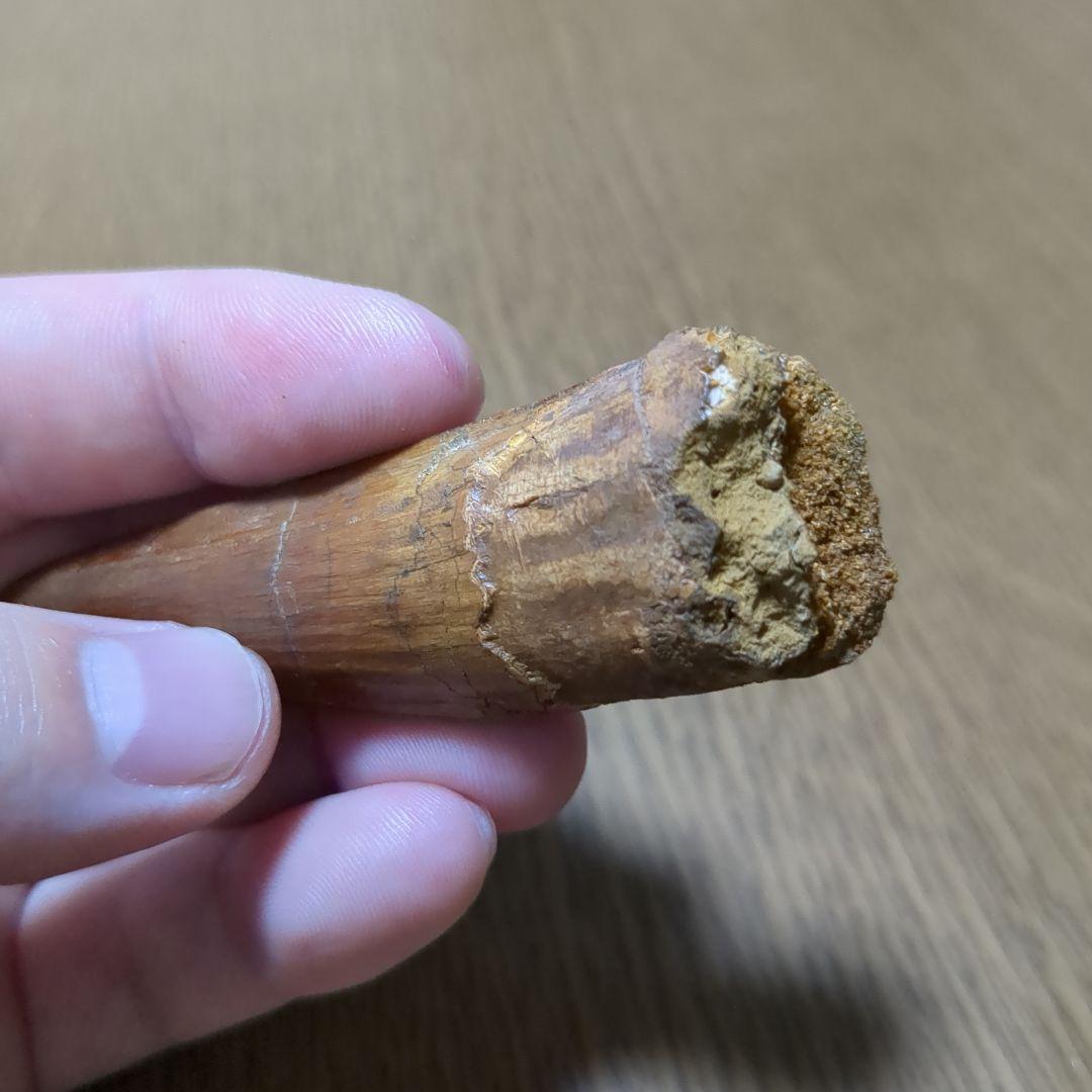 恐竜 化石 スピノサウルスの歯化石