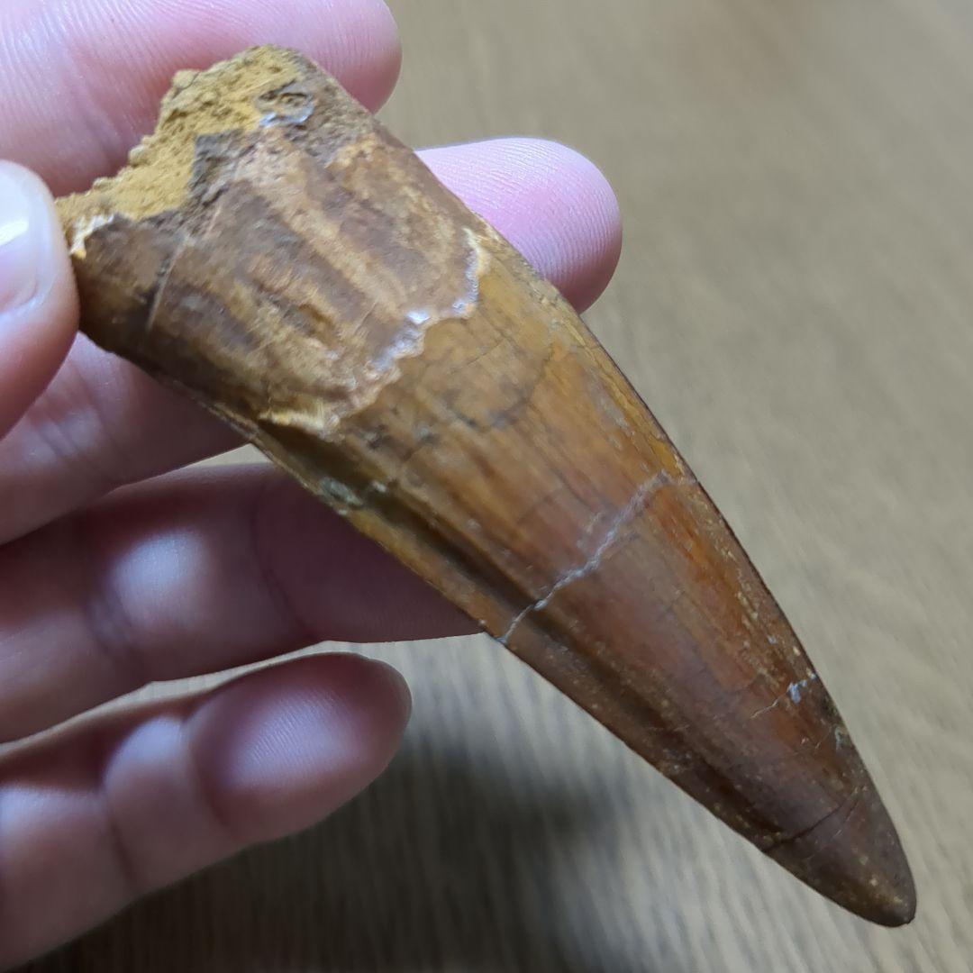 恐竜 化石 スピノサウルスの歯化石