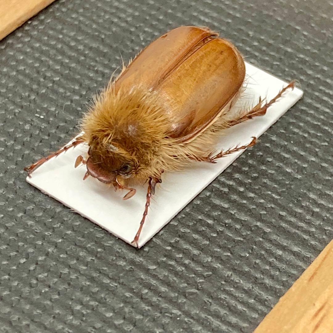 立派な立て髪を持つライオンコガネ【標本】