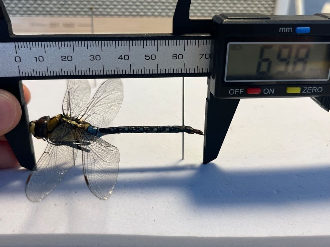 クロスジギンヤンマ 昆虫標本 オニヤンマ トンボ 虫除け ストラップ おにやんま