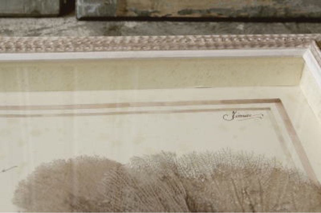 アンティーク標本　貝　珊瑚 海藻　アートフレーム　イタリアフィレンツェ