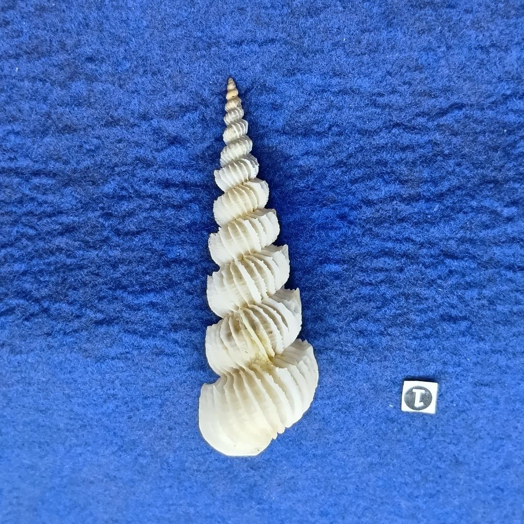 ①-1貝標本ヤエバイトカケ（蓋付：胴太型）