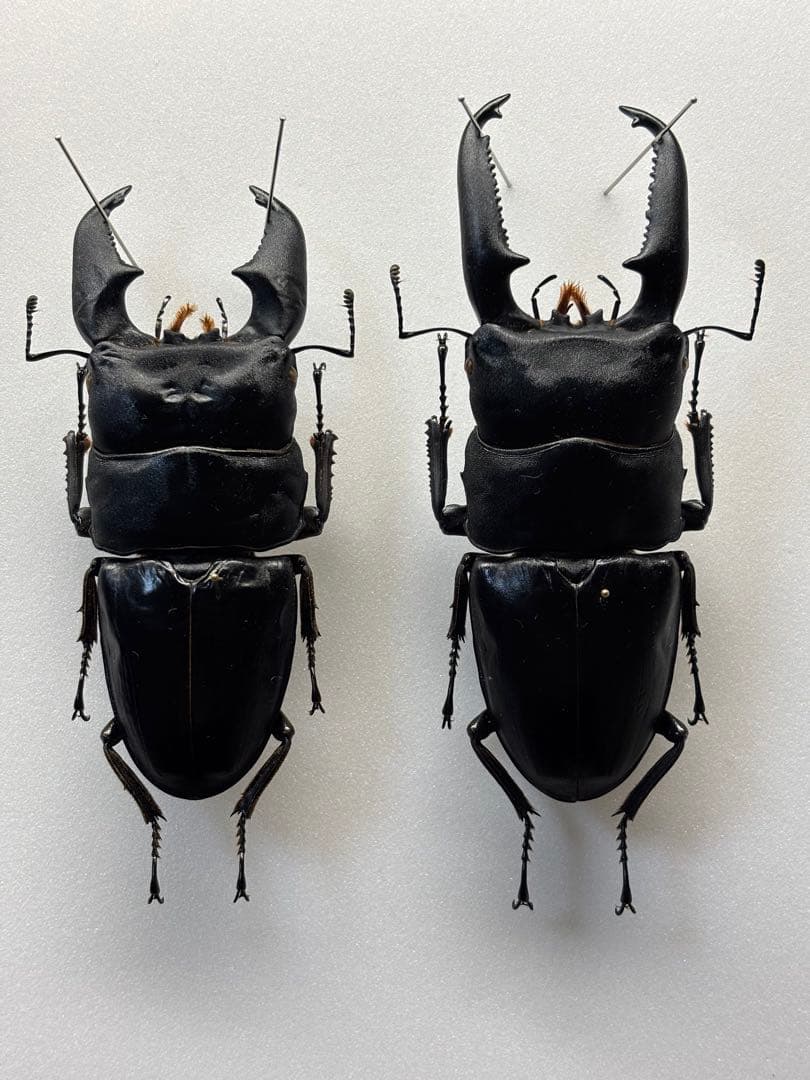 飼育品 大型 スマトラオオヒラタ パラワンオオヒラタ