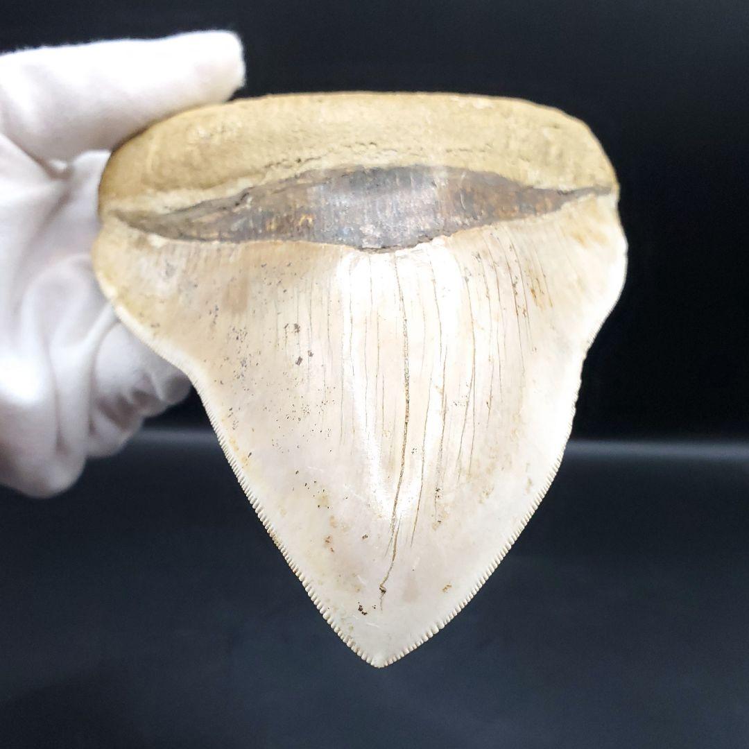極上 メガロドン 歯 化石 本物 インドネシア 136.29mm mg17