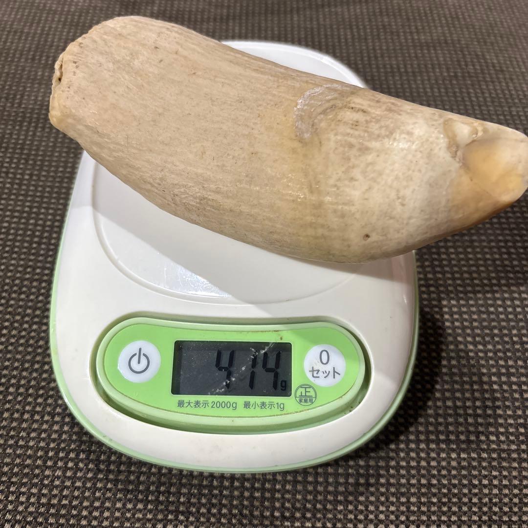 鯨の歯　3本
