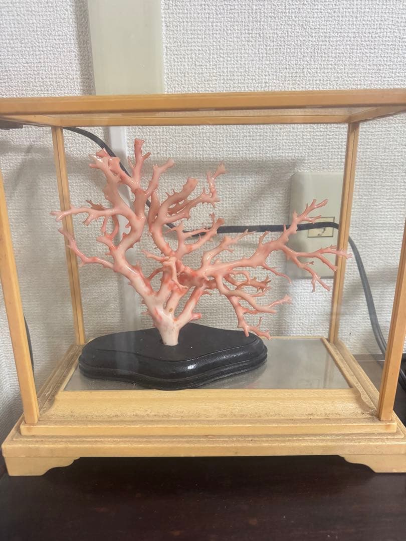 珊瑚　置物
