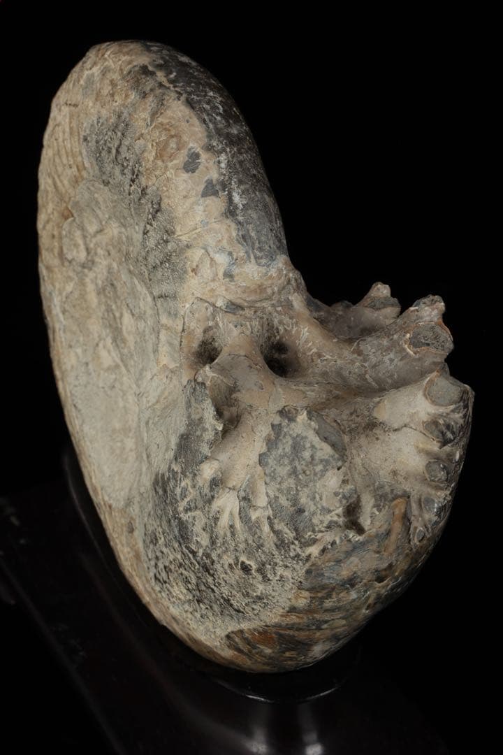 天然アンモナイト化石 重量3.2kg 台座付 古生物標本 鑑賞石 古美術 骨董品