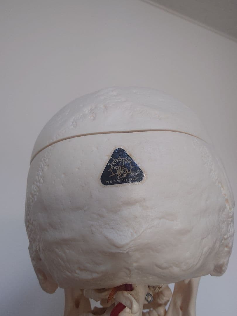 処分価格!!ソムソ社全身模型可動式170cm人体模型ドイツ移動式キャスター付き