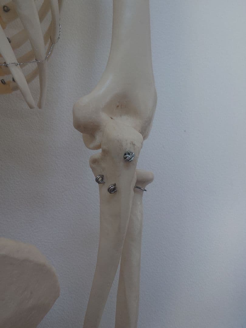 処分価格!!ソムソ社全身模型可動式170cm人体模型ドイツ移動式キャスター付き