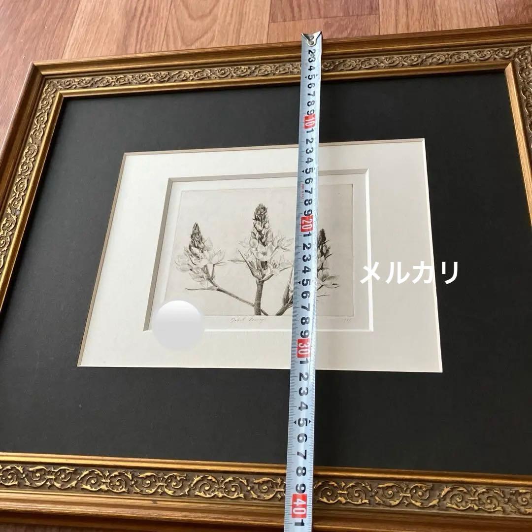 Jakob Demus ダイヤモンドドライポイント技法エッチング　ボタニカル画