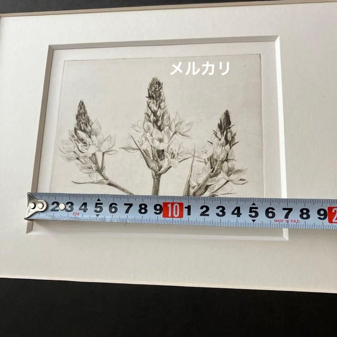 Jakob Demus ダイヤモンドドライポイント技法エッチング　ボタニカル画