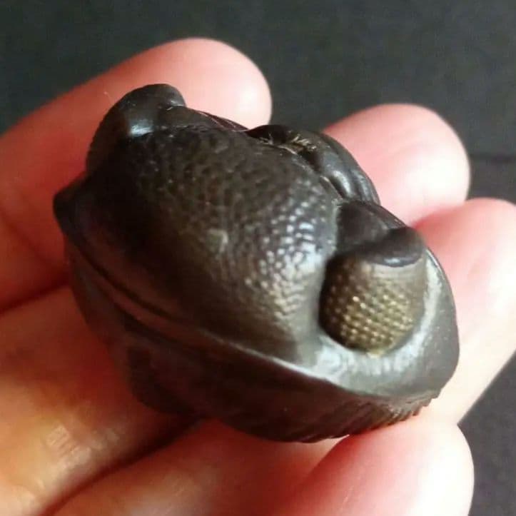 USA　三葉虫　エルドレドゲオスプ　33mm