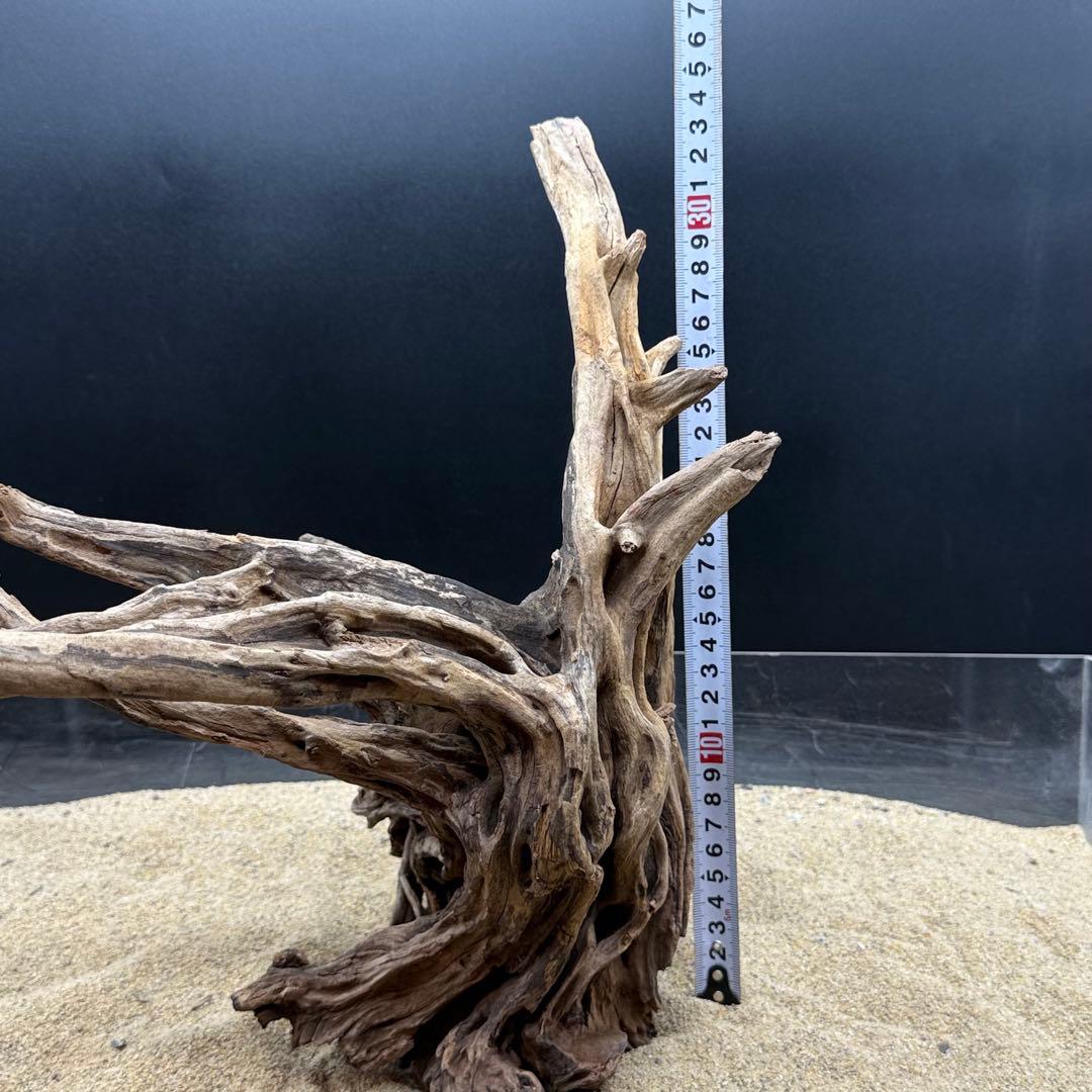 MSRW-6958 特大天然流木1点物　スリムウッド　アクアリウム