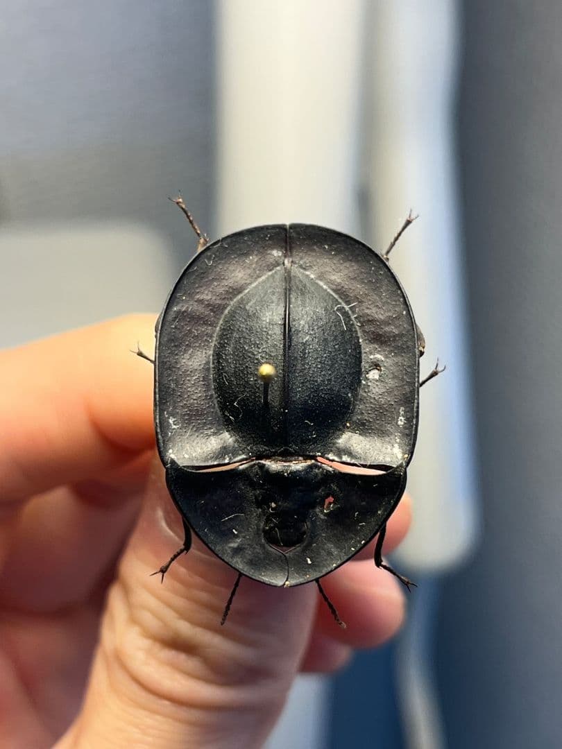 【31mm】パイザラゴミムシ 巨大 昆虫標本 標本 甲虫 オサムシ ハンミョウ