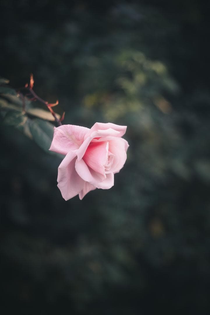 希少！全周ニッケル Elmar 50mm F3.5 オールドレンズ