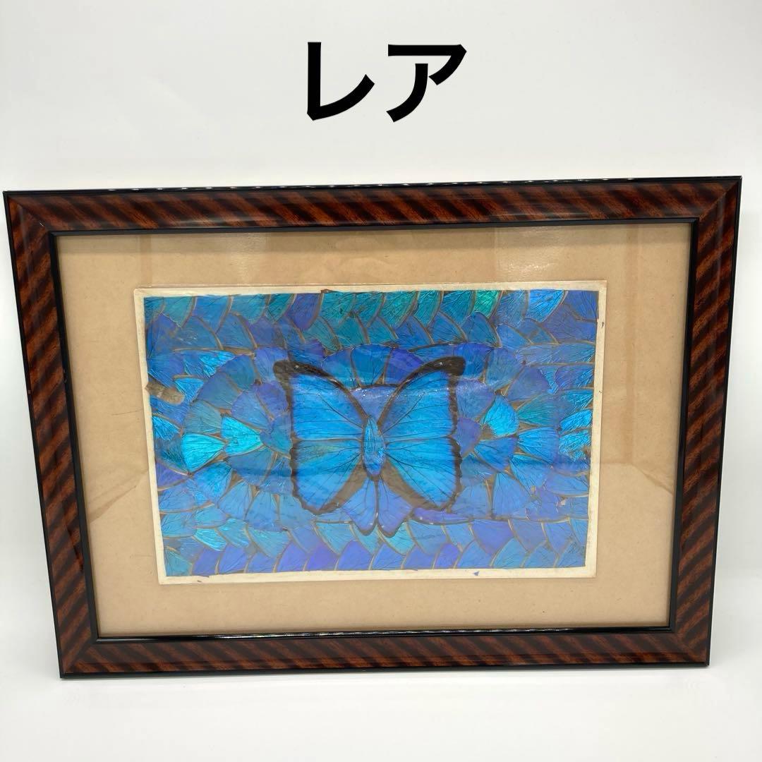 【レア】　モルフォ蝶　標本　アート 美術　芸術　昆虫　チョウ　ブルー