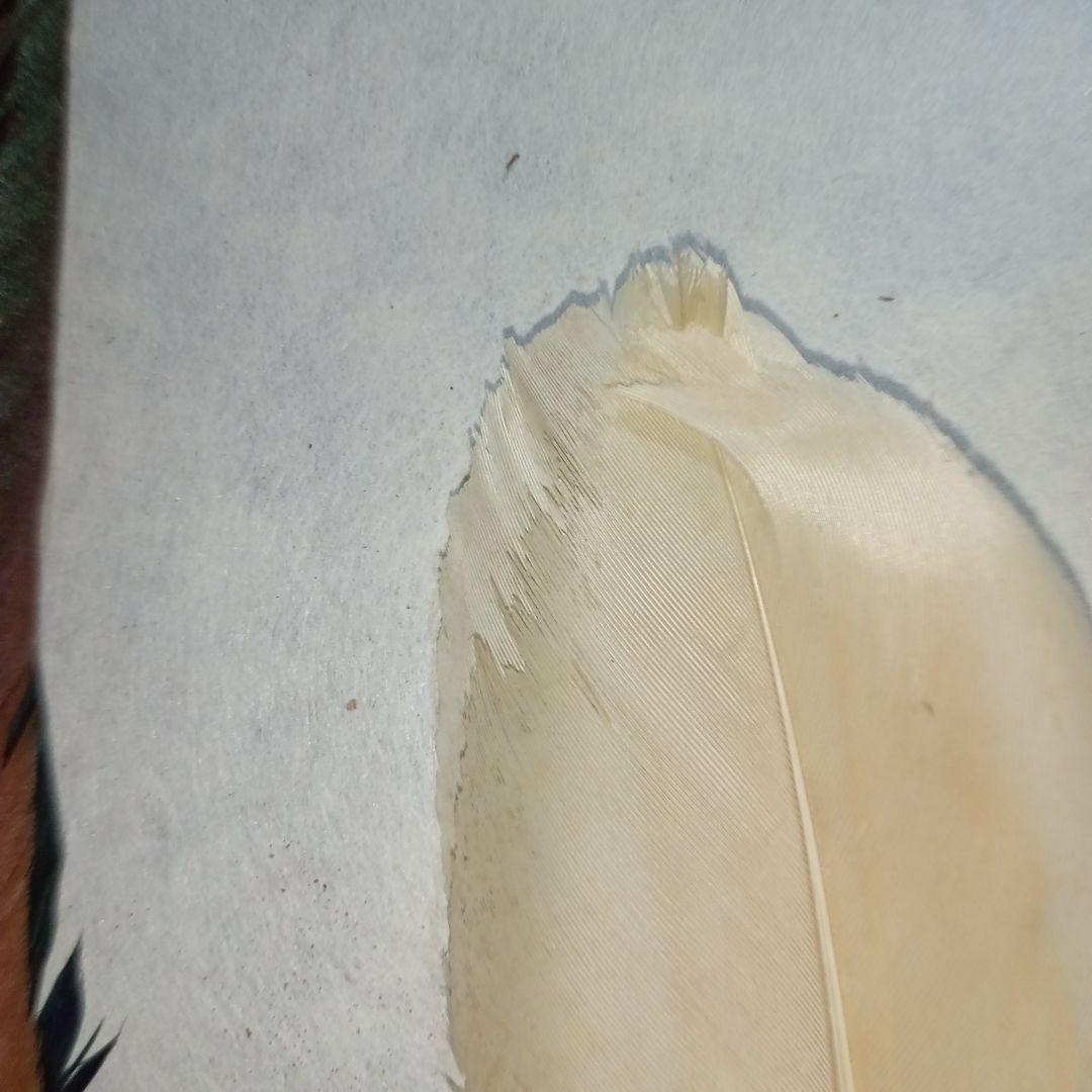 茶道具　羽箒3本セット