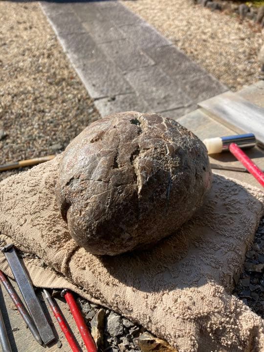 恐竜　ハドロサウルスの卵　本物保証　化石　/フィギュア　コレクション　インテリア