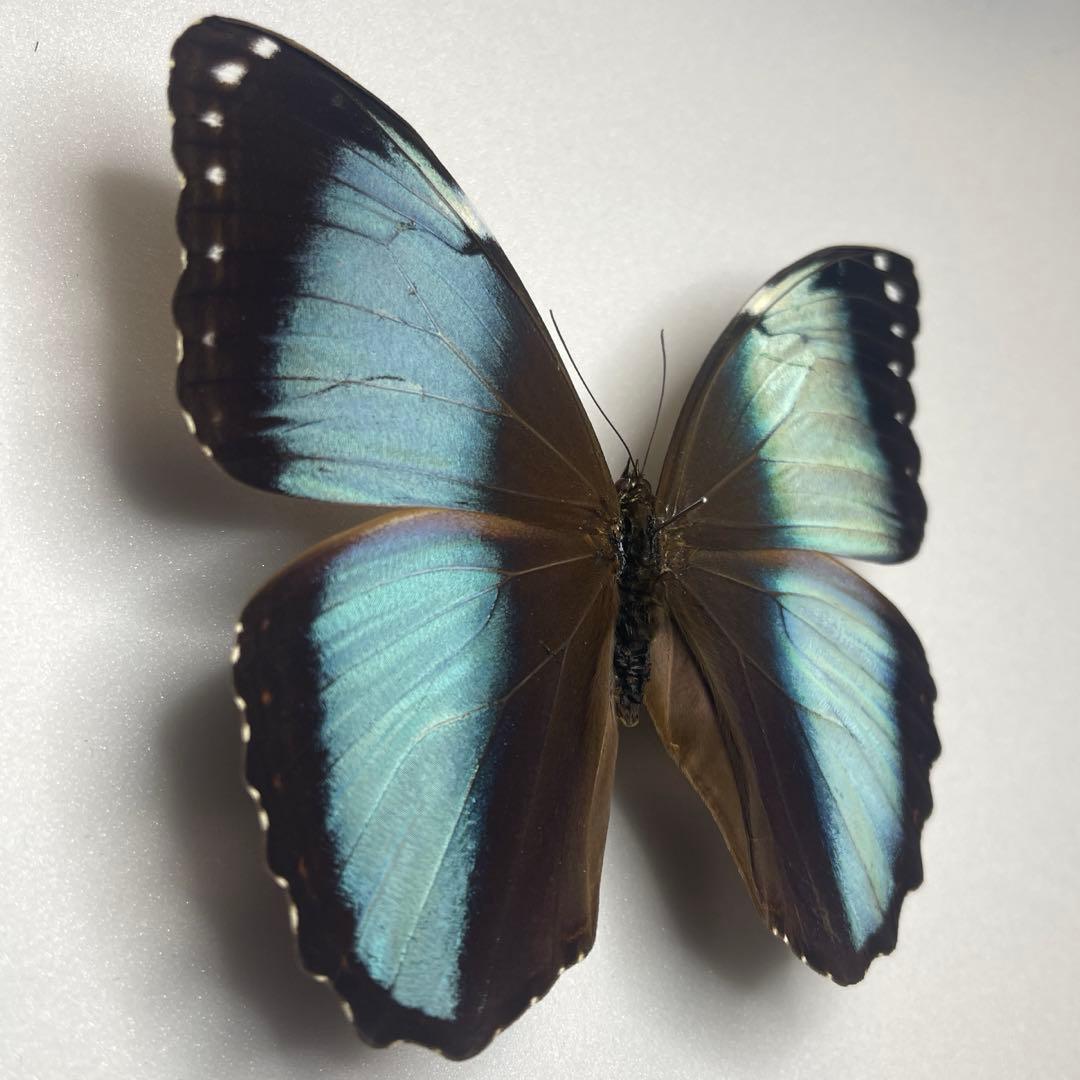 モルフォ蝶Patroclus Orestes.