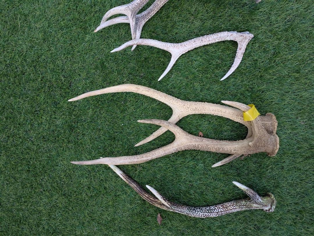 鹿　角　鹿の角 置物　ニホンジカ　27本　まとめ売り