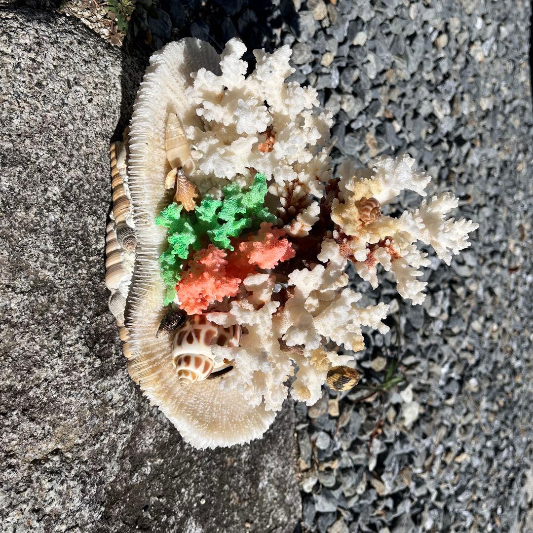 サンゴと貝殻の置物 約25