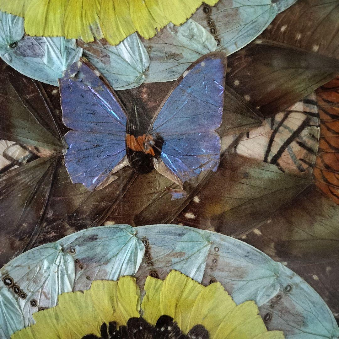 希少　蝶々の羽根を貼り合わせた作品　ブラジル