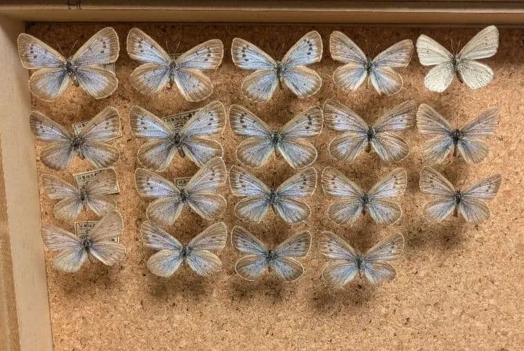 ゴマシジミ＆オオゴマシジミ