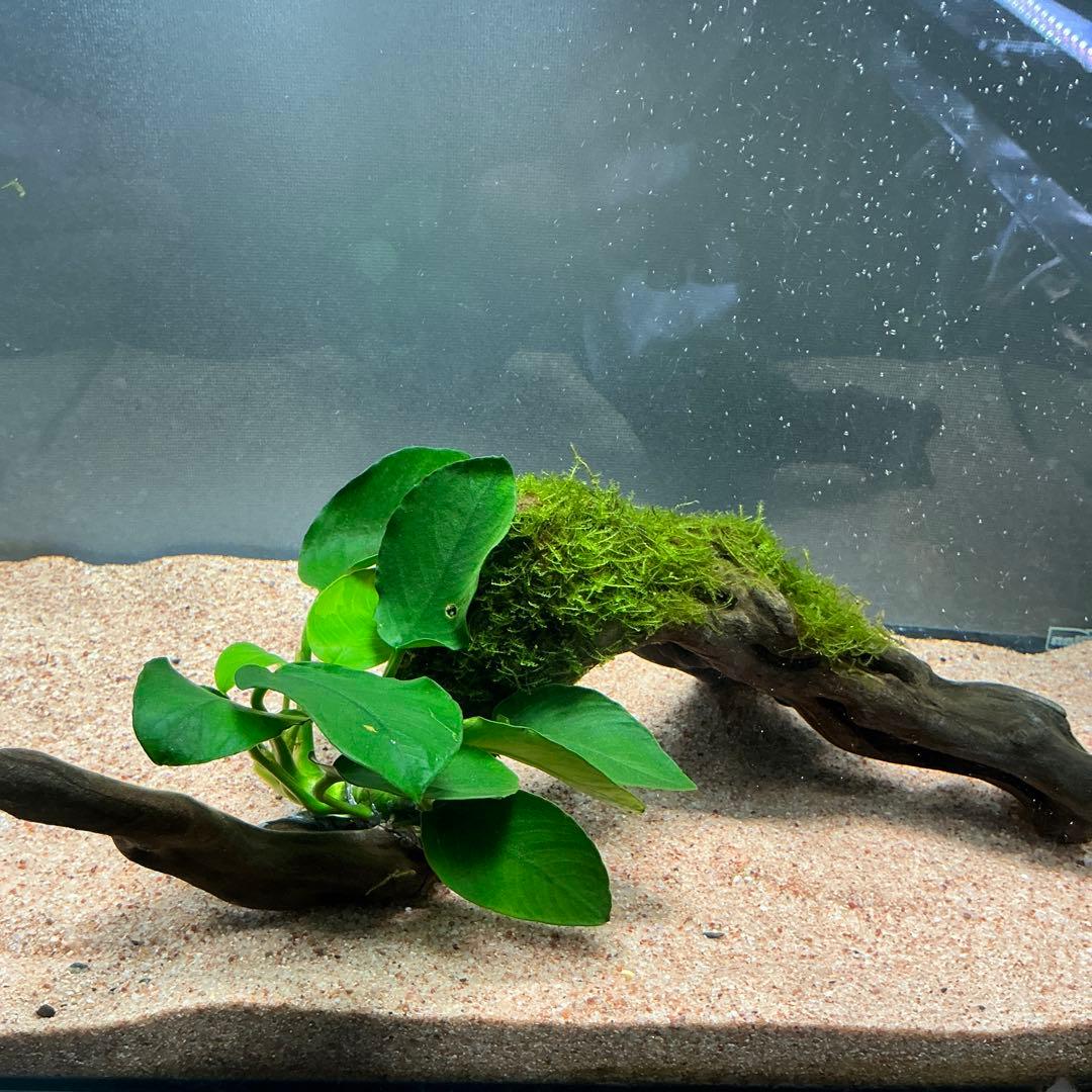 is.ikeda.0001様 リクエスト 2点 まとめ商品