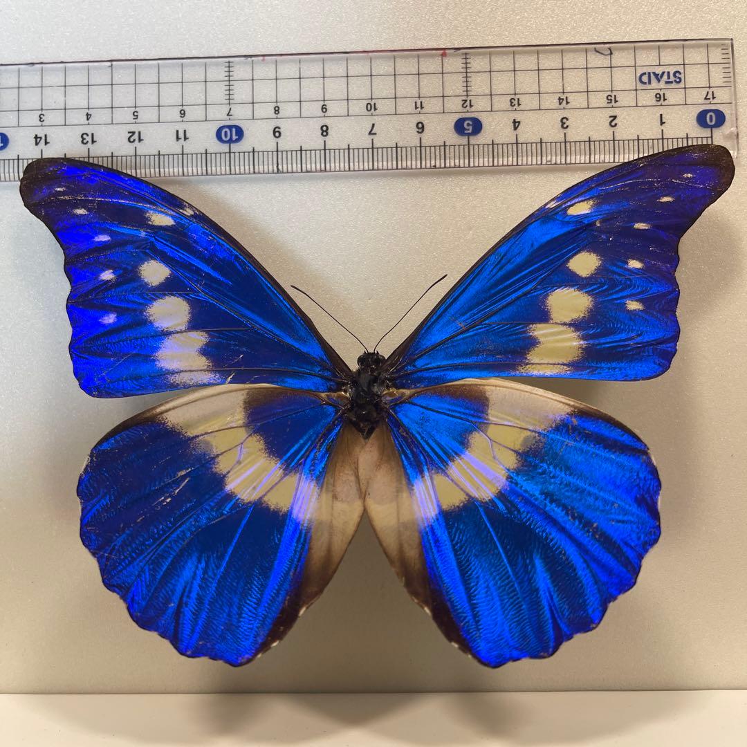 ヘレナモルフォ蝶標本