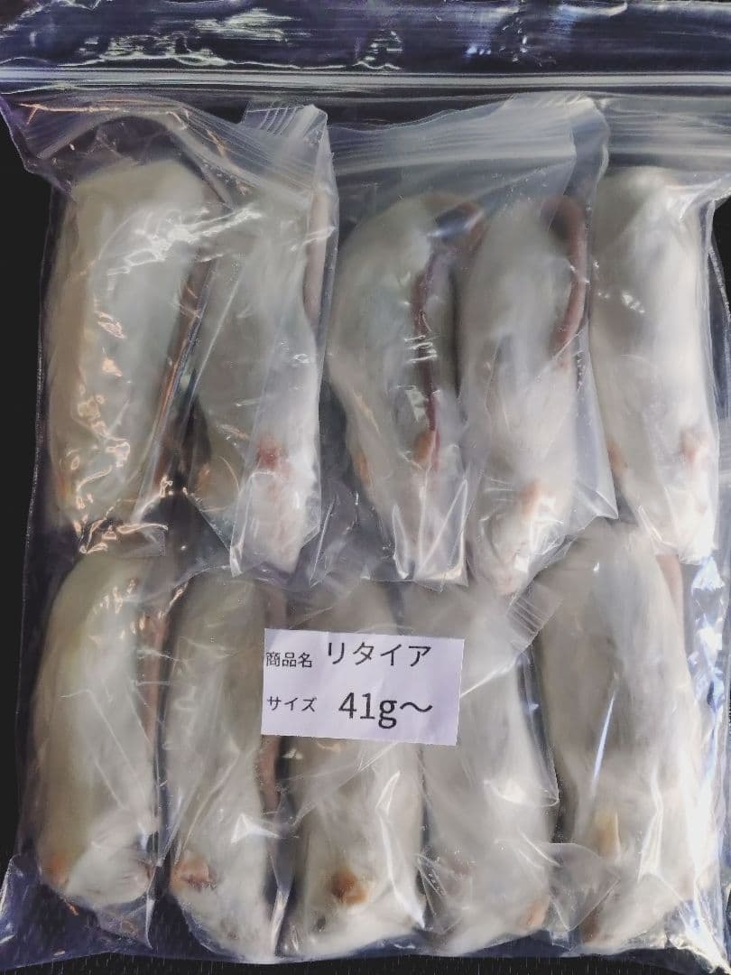 QMWS　送料無料 冷凍マウスリタイア50匹　ホッパー30匹