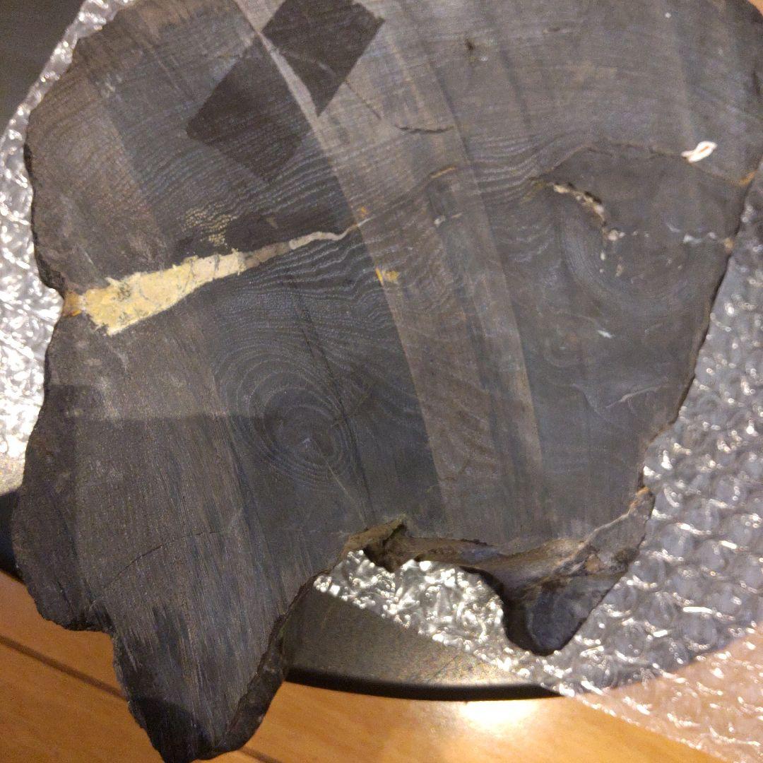 #化石(樹木)６月 価格