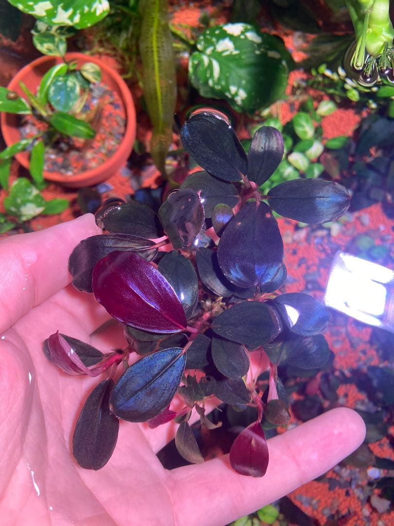 ブセファランドラ モンスターキング　大群生株