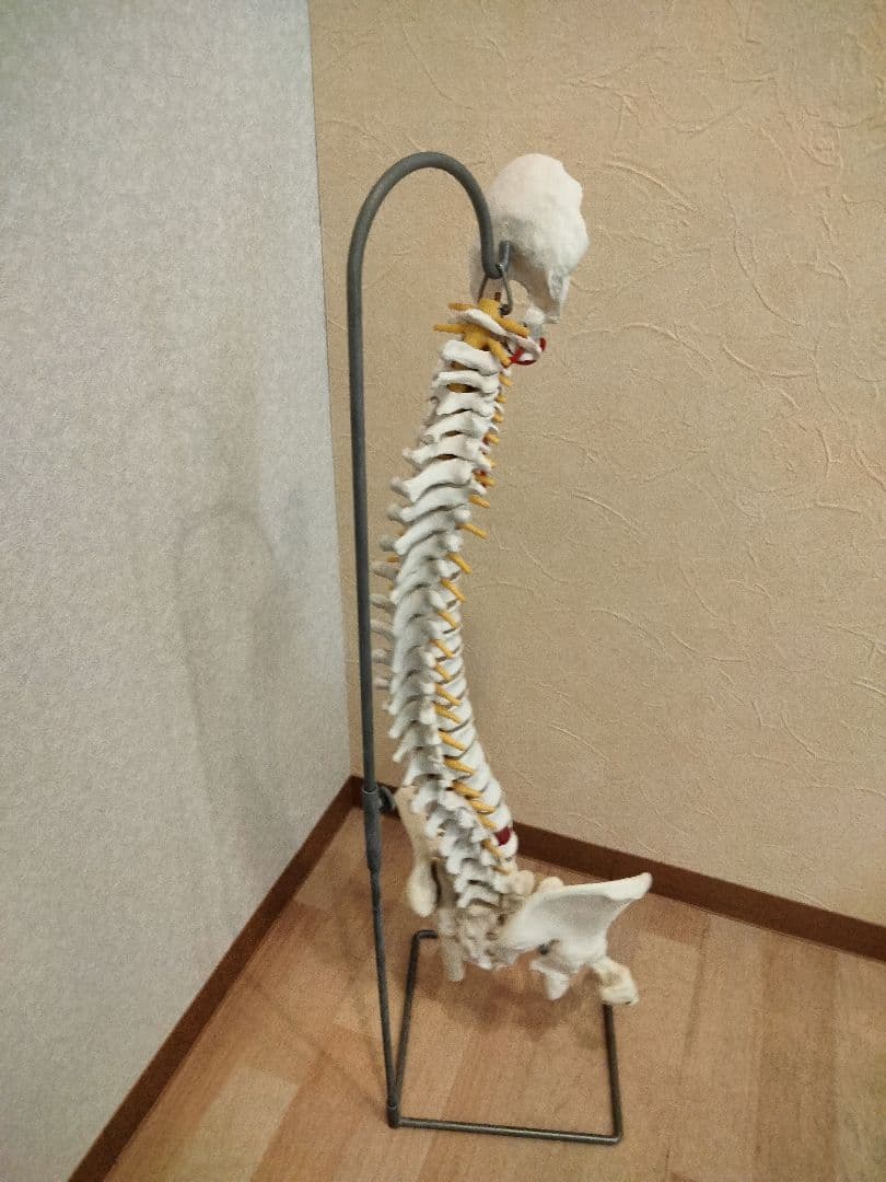 スタンド付　 脊椎模型 　人体模型 骨格標本　骨盤　鍼灸　カイロ　整体　整骨院