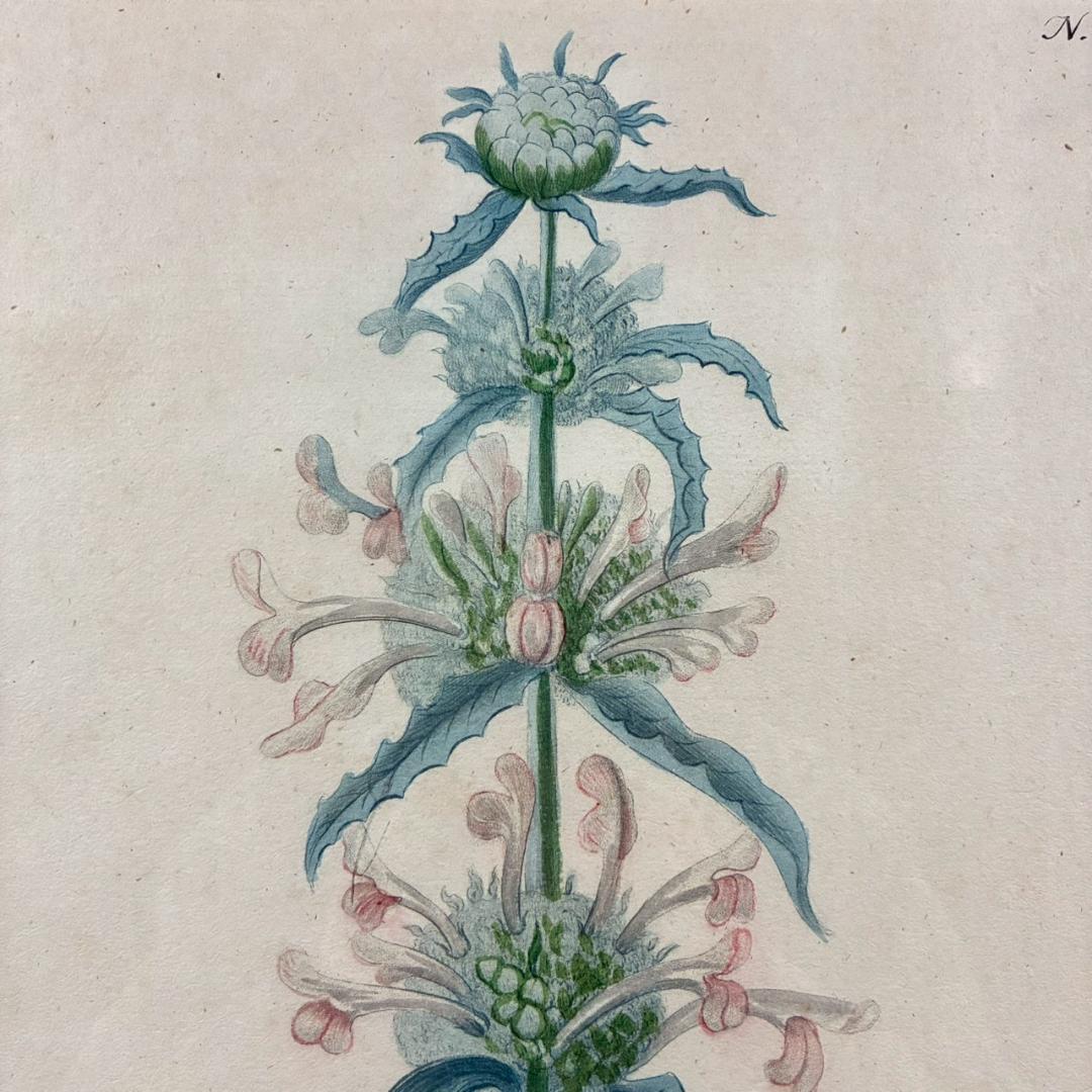 ヨハン・ヴァインマン「アザミ」銅版画+手彩色 作品保証書有 薬用植物図譜 ドイツ