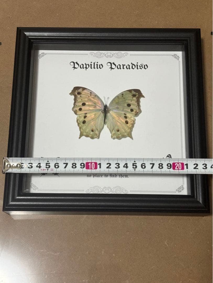 蝶の標本 2つセット　まとめ売り