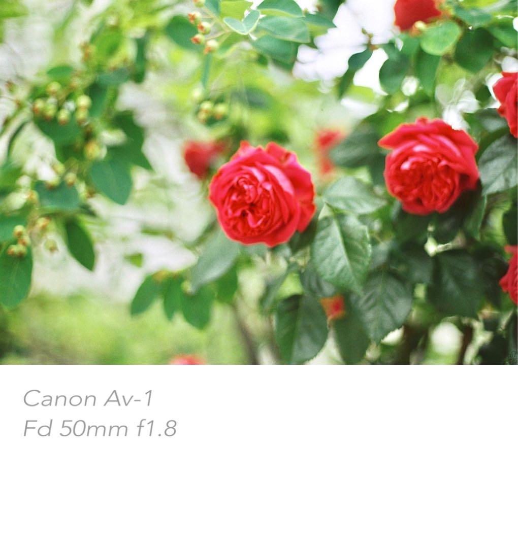 ★フィルム入門に！★canon av-1★完動品＊美品＊初期保証＊作例多数！