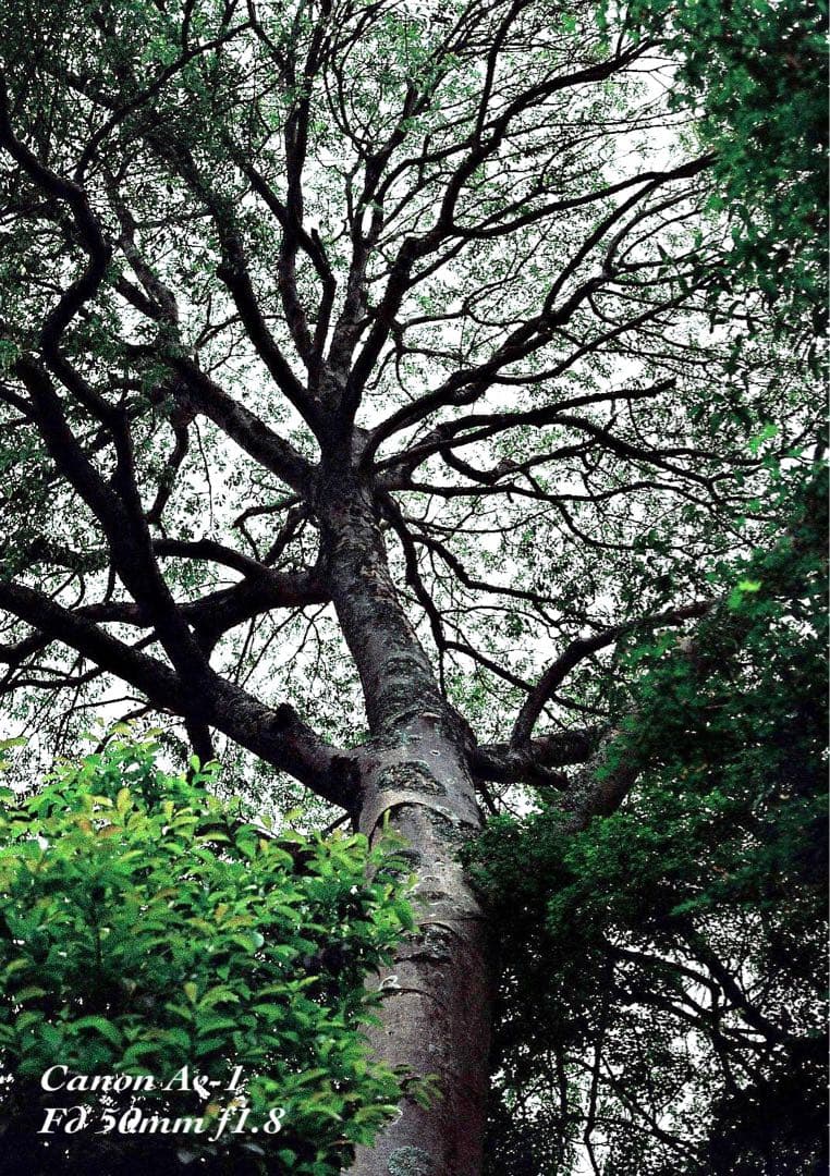 ★フィルム入門に！★canon av-1★完動品＊美品＊初期保証＊作例多数！