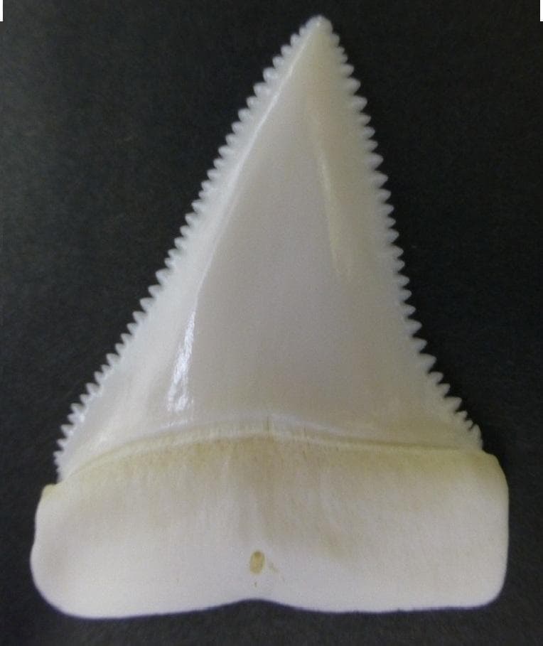 ホホジロザメ（Carcharodon carcharias）の歯45.6ｍm