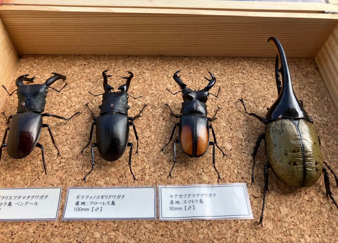 昆虫標本セット（4体）　ヘラクレスオオカブト　マンデイブラリス　ギラファ