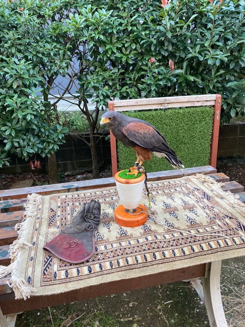 中型ファルコンブロック、猛禽パーチ（屋内用Mサイズ）