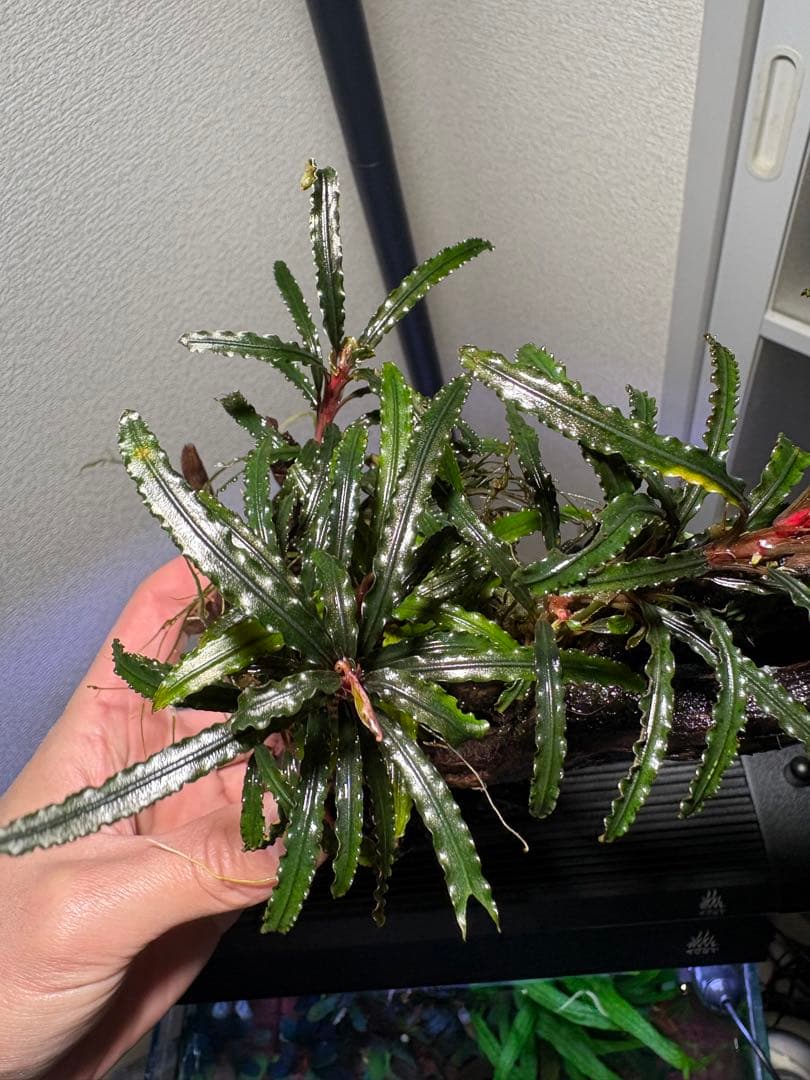 【水中葉】ブセファランドラ sp.Black Wave【流木付き】