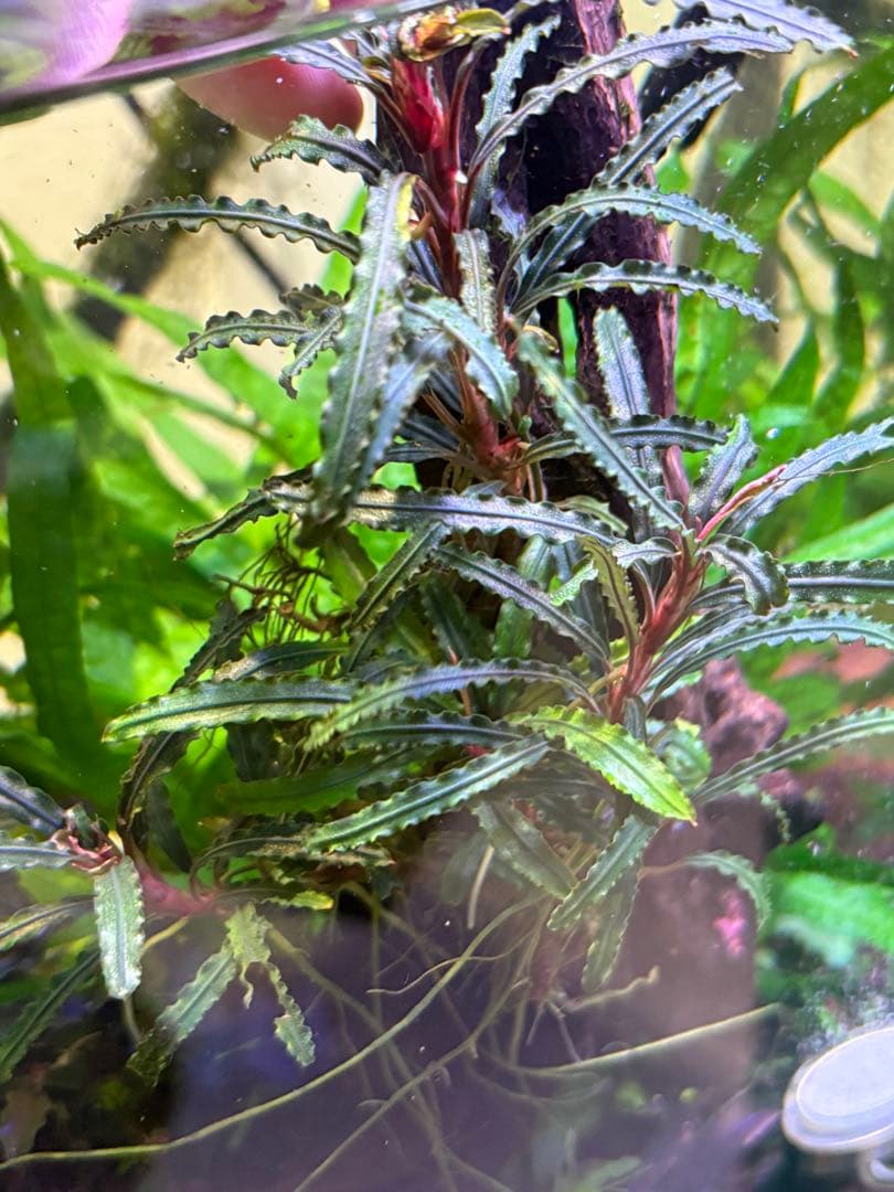 【水中葉】ブセファランドラ sp.Black Wave【流木付き】