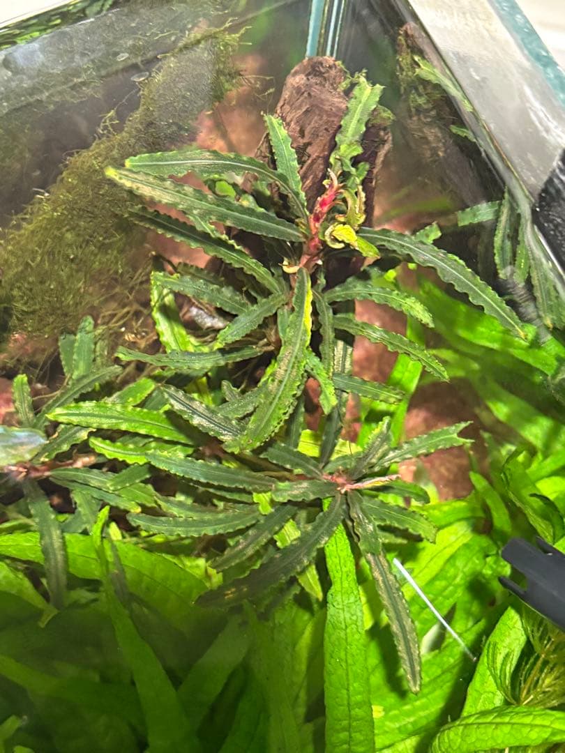 【水中葉】ブセファランドラ sp.Black Wave【流木付き】