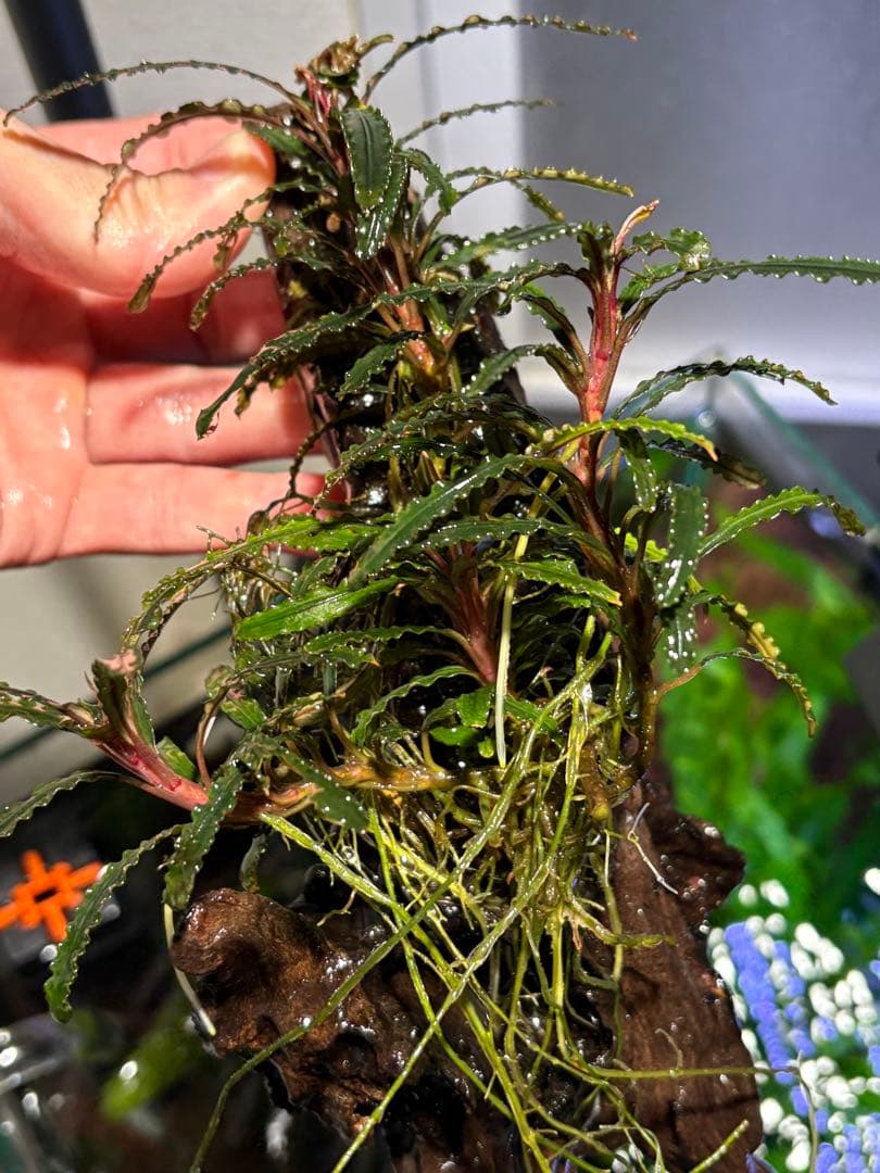 【水中葉】ブセファランドラ sp.Black Wave【流木付き】